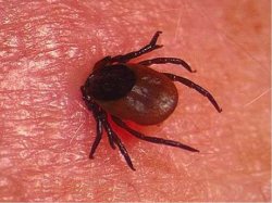 Конго-Қырым геморрагиялық қызбасы